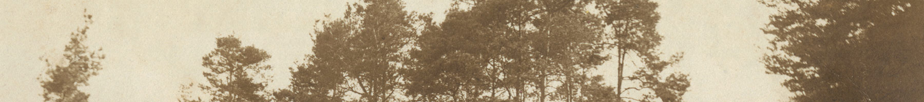 black and white photo of treetops