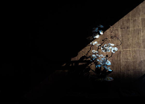 white orchids against a wooden wall