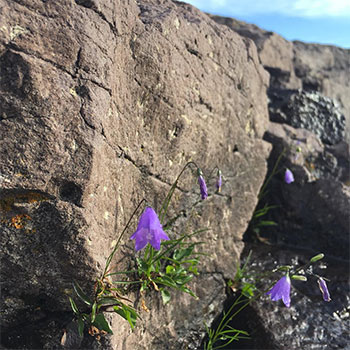 lavender wildflowers growing by a large rock