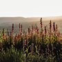 pink foxgloves flowers in the sunset