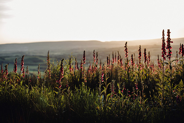 pink foxgloves flowers in the sunset