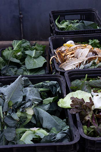 several bins of vegetable scraps