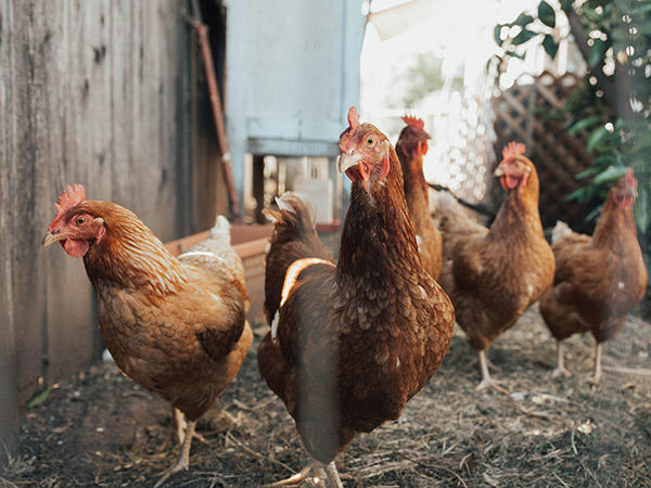 several brown chickens in a farmyard
