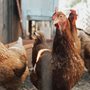 several brown chickens in a farmyard