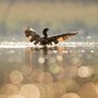 a cormorant on a lake