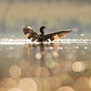 a cormorant on a lake