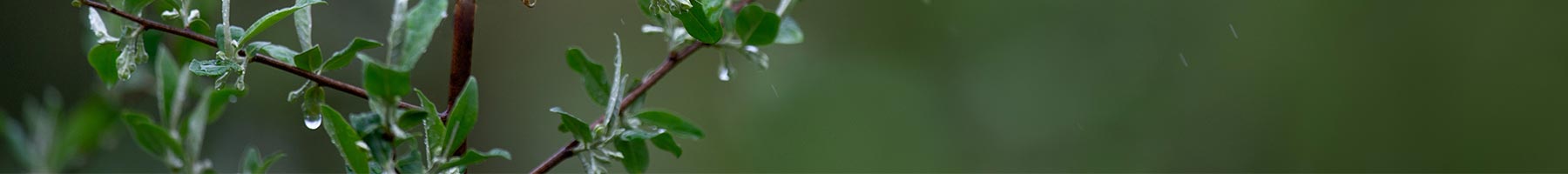 leafy twig in the rain