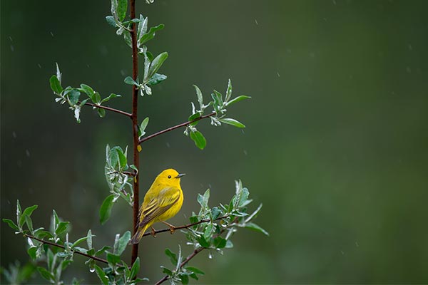 yellow bird sitting on a leafy twig in the rain