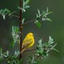 yellow bird sitting on a leafy twig in the rain