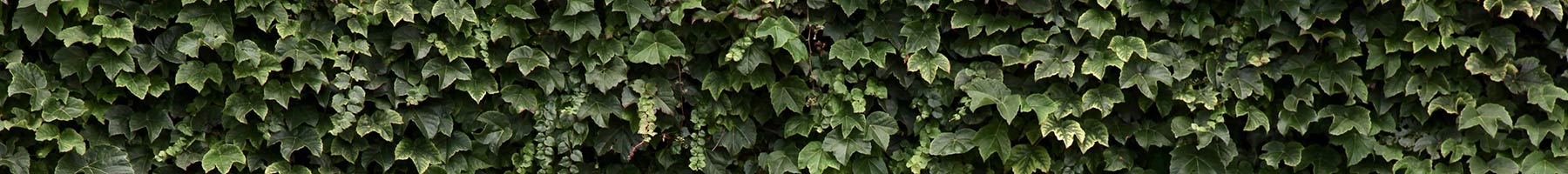 a wall of ivy