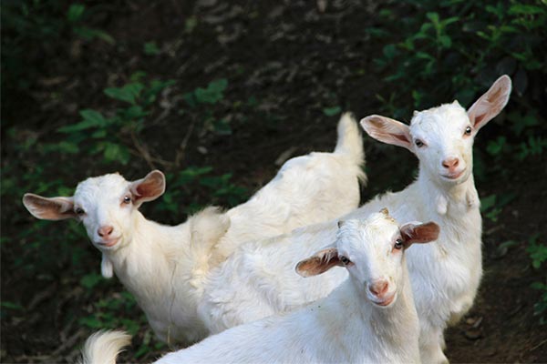three white goats in a green field