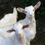 two white goats in a green field