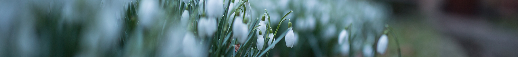 snowdrop flowers by a path