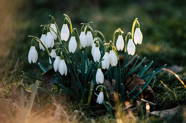 a clump of snowdrops in the grass