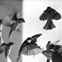 black and white photograph of sparrows in flight