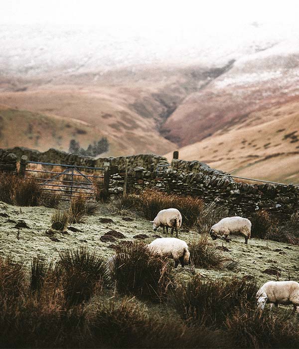 flock of sheep grazing beside a stone wall in the Lake District, UK