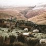 flock of sheep grazing beside a stone wall in the Lake District, UK