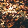 autumn leaves with sunlight