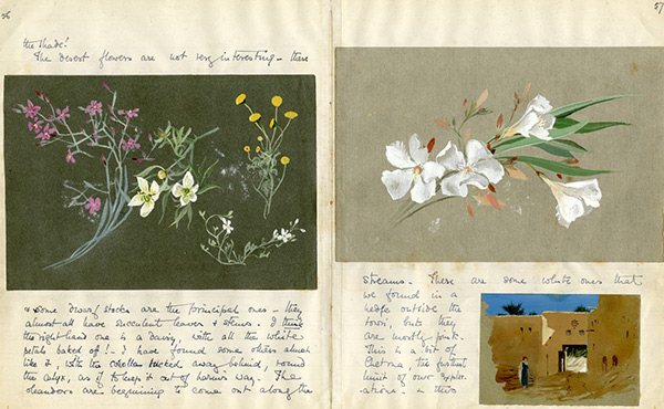 illustrations of flowers in a journal entry