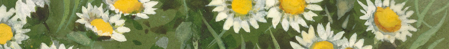 illustration of daisies