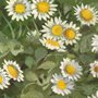 illustration of daisies