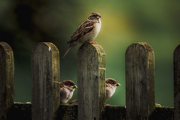 three house sparrows sitting on a brown wooden fence