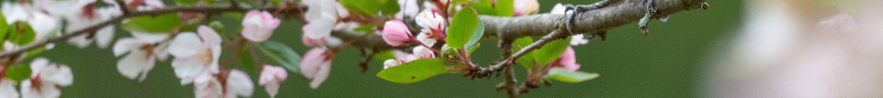 orange Baltimore oriole on a flowering apple branch