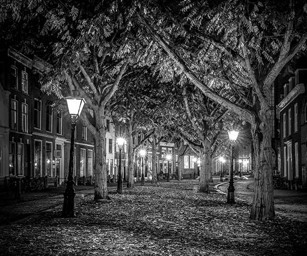 black & white photo of streetlights on a tree-lined lane