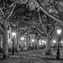 black & white photo of streetlights on a tree-lined lane