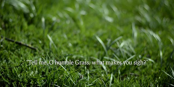 Lyric video for the song Tell Me O Humble Grass