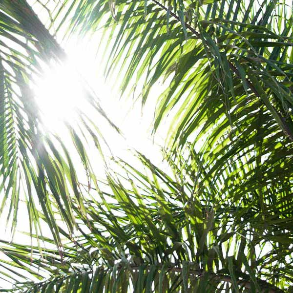 large green palm branches with sun shining through