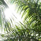large green palm branches with sun shining through