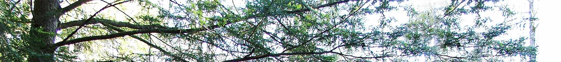 hemlock treebranch