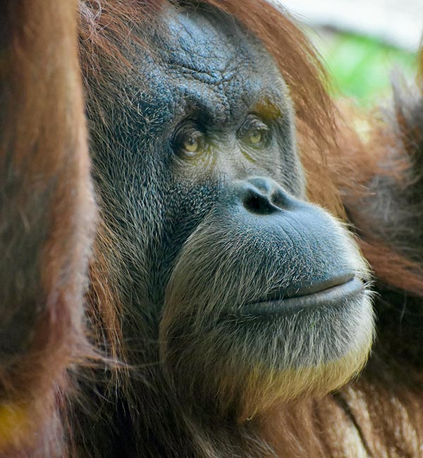 photo of an orangutan face looking thoughtful