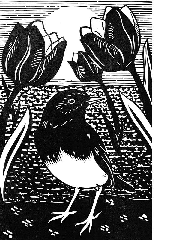 linocut illustration of a European robin under tulips