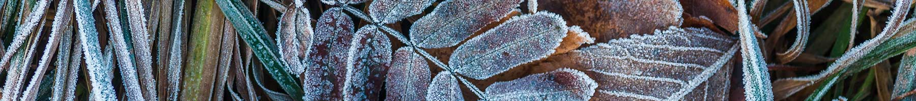 frost covered leaves on the ground
