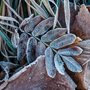 frost covered leaves on the ground