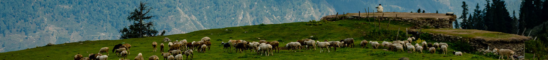 a flock of sheep on a mountainside