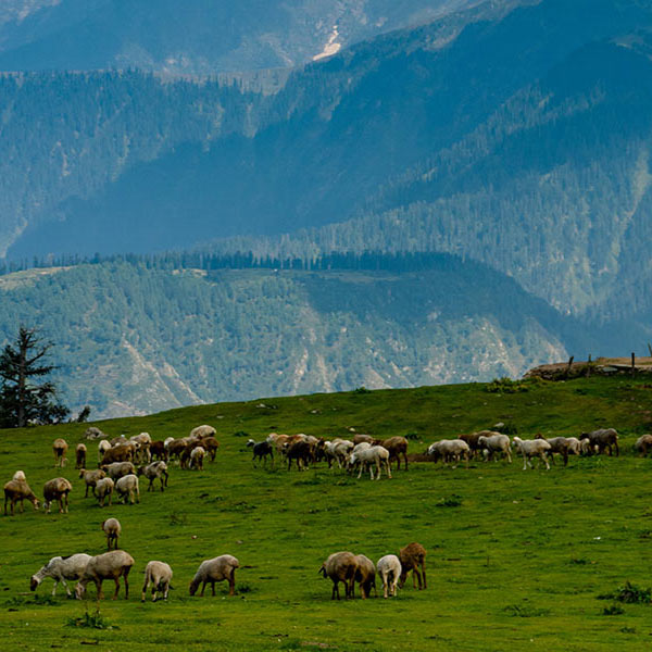 Ovejas sobre una montaña