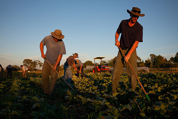 العمل المشترك في مزارعنا. تصوير داني بوروز DANNY BURROWS