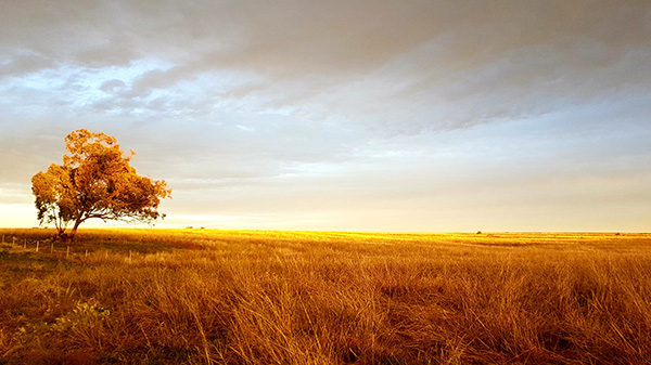 afternoon light on a dry paddock