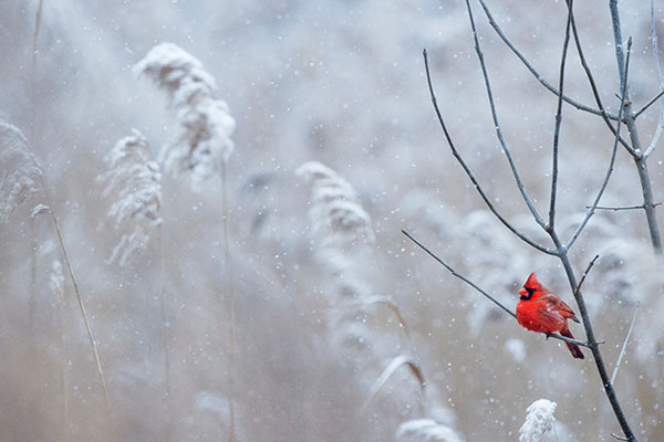 red male cardinal bird among snowy grasses