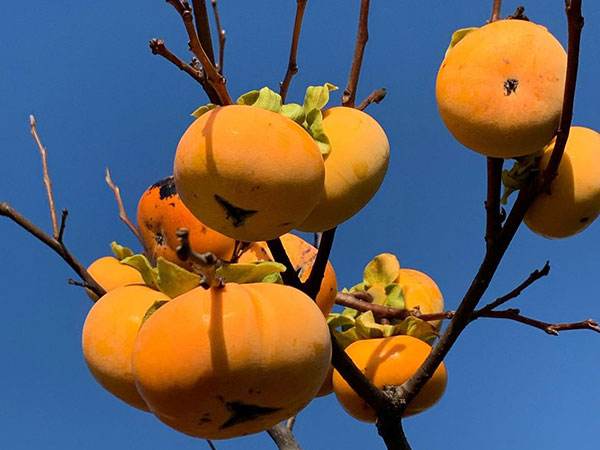 persimmons glowing in the sun