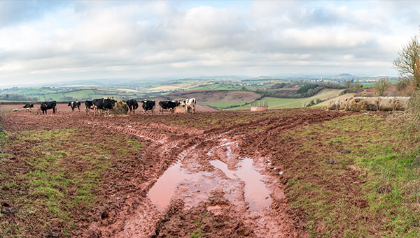 cows and mud in a farm in Devon