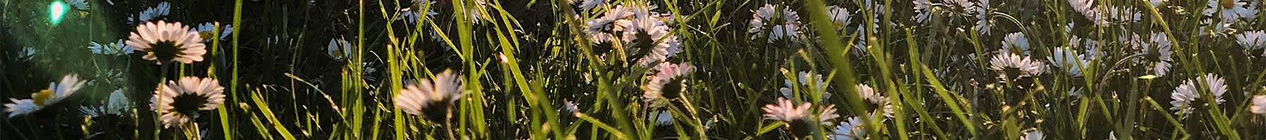 sunny field of daisies