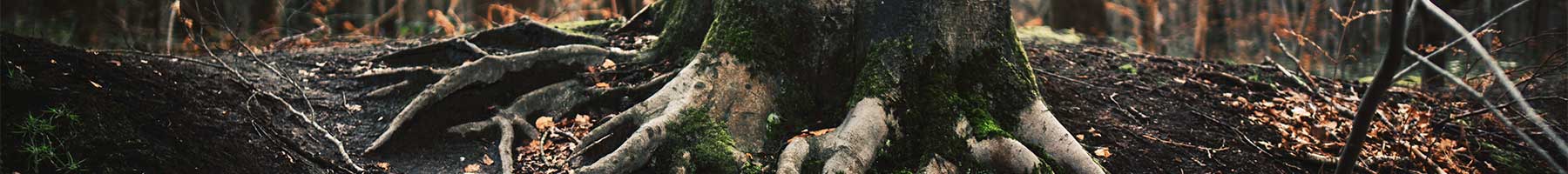 roots of a beech tree against dark earth