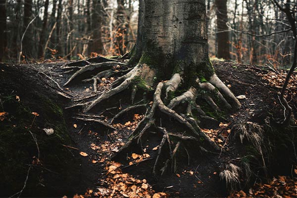 roots of a beech tree against dark earth