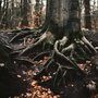 roots of a beech tree against dark earth