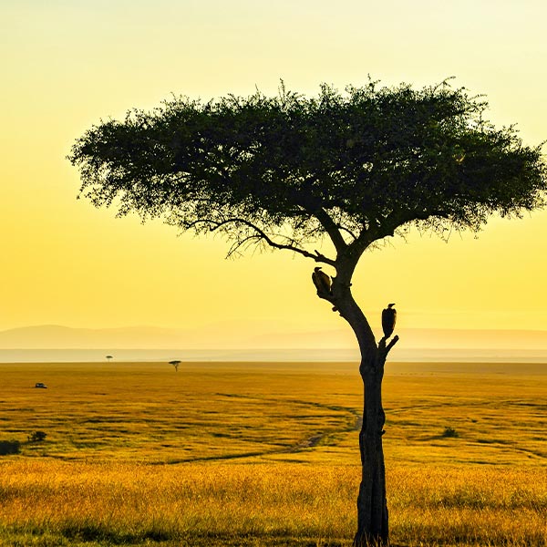 vultures in a tree looking out over the savannah