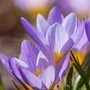 purple crocuses